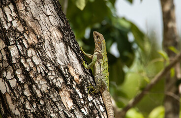 Green female iguana climbing on a tree in the tropical forest of the Yucatan peninsula with green vegetation in the blurry background on a sunny day in Tulum national park