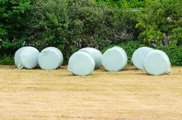 Five rows of wrapped hay bales arranged on yellowed field with green bushes in background