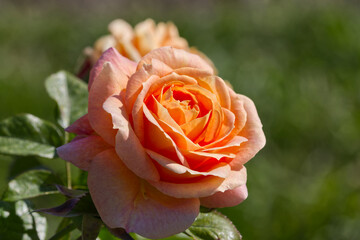 Orange Rose Blooming in Autumn