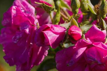 Pink Roses blooming in Autumn