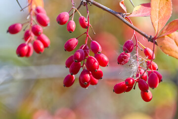 Red berries in a Tree