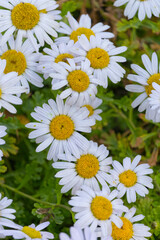 daisies on a green background
