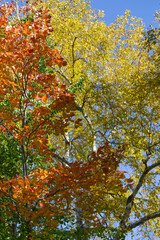 Autumn leaves against a Blue Sky