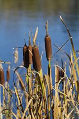 Cattail Reeds by the Water