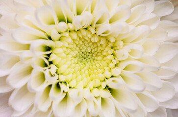 Macro closeup of blue flower center with stamens pollen and natural delicate details