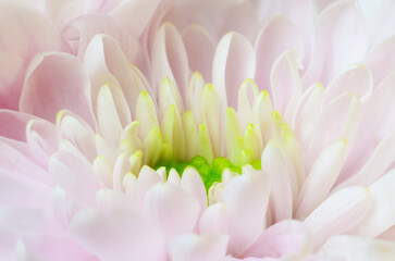 Macro closeup of pure white flower petals with detailed stamens and pollen soft focus