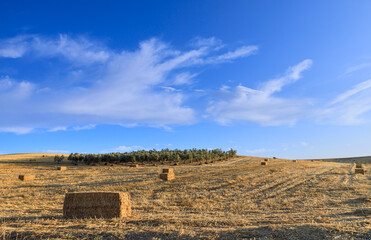 Summer hilly landscape with agricultural fields in Puglia, Southern Italy: fields with olive groves and hay bales in the early morning.