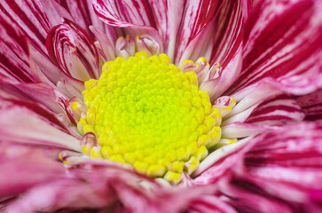 Macro closeup of bright pink flower center with detailed stamens and pollen inside