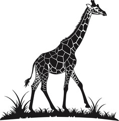 Fototapeta premium Elegant giraffe with distinctive patterned coat walking through tall grass silhouette