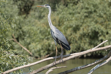 Grey heron - Ardea cinerea perched at green background. Photo from Danube Delta in Romania. Ardea...