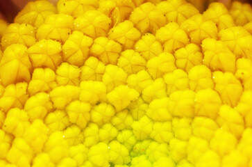 Yellow flower inflorescence macro closeup with detailed petals and stamens natural background