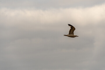 Larus michahellis pertenece a la familia de Laridae.