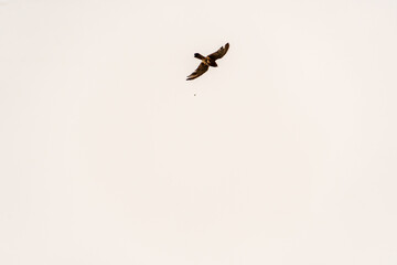 Fauna en Rambla de Castro, Los Realejos.