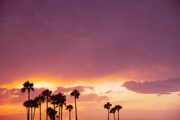 Vibrant sunset sky with dramatic purple and orange tones above a row of palm trees, capturing a tranquil and tropical summer evening atmosphere