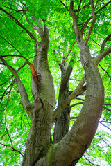 Huge Beachtree at Park Bad Muskau, Brandenburg, East Germany