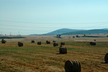straw rolls from the leftover part of the wheat harvest