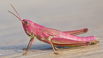 Chrysochraon dispar european locust from Czech republic. Pink form female. 