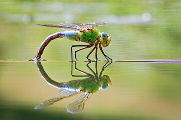 Dragonfly aeshna mixta aka migrant hawker dragonfly is laying eggs in water. Reflection on water surface. Nature of Czech republic. © czjonyyy