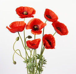Naklejka premium red poppies isolated on white
