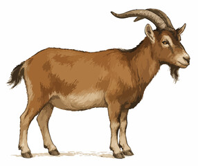 Capra aegagrus hircus