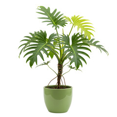 A vibrant green philodendron xanadu plant in a ceramic pot, isolated on transparent background