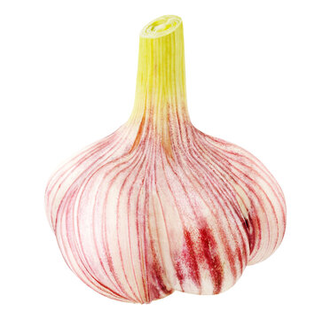 Fresh head of garlic cut out