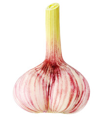 Single head of raw garlic cut out