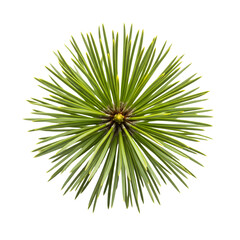 A vibrant green pine needle cluster radiates from its center, isolated on a transparent background, showcasing natures intricate design and botanical beauty