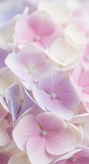 Soft pastel hydrangea petals in bloom, close-up capturing gentle textures and layered blossoms in natural light.
