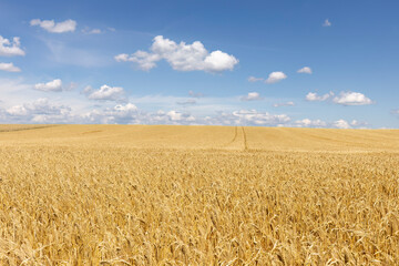 Weizenfeld vor blauem Himmel mit Wolken