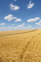 Weizenfeld vor blauem Himmel mit Wolken
