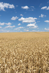 Gerstenfeld vor blauem Himmel mit Wolken
