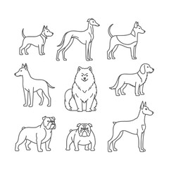 A variety of dog breeds in line art