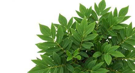 Fototapeta premium Lush Green Foliage on White - Vibrant green leaves, nature's beauty, fresh growth, springtime, botanical. Symbolizing: new beginnings, life, growth, purity, nature