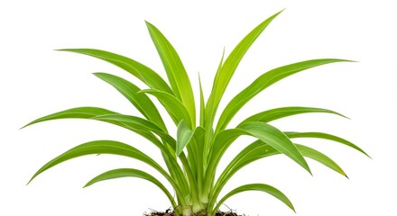 Obraz premium Lush Green Plant on White Background - Vibrant green foliage, symbolizing growth, nature, purity, freshness, and life. A perfect for representing environmental themes or healthy living