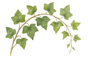 Soft watercolor rendering depicting verdant ivy branch spreading delicate green foliage against transparent backdrop