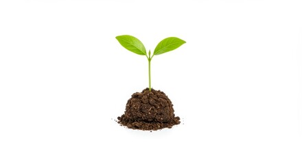 Young Plant Sprout on White Background - A small plant seedling emerges from soil, symbolizing growth, new beginnings, nature, spring, and potential