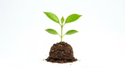 Young Plant Sprout on White Background - A small plant seedling emerges from soil, symbolizing growth, new beginnings, nature, resilience, and potential