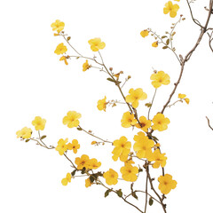 Blooming yellow kerria japonica flowers on branches, spring season on isolated background