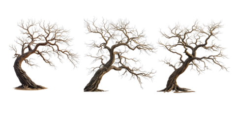 Twisted bare winter trees with frosty branches isolated on transparent background.