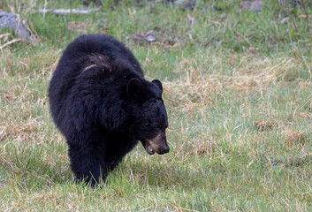 Black Bear in Yellowstone National Park Wyoming in Springtime