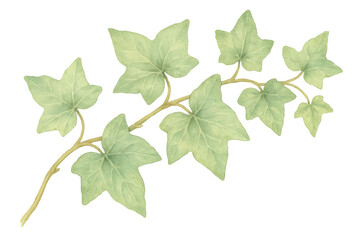 Watercolor painting of an ivy branch with vibrant green leaves, isolated on a transparent background