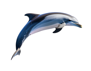  Side View of Dolphin Mid-Leap with Water Splash Trail, Ocean Horizon in Background