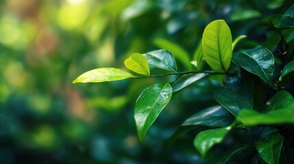 Nature of green leaf in garden at summer. Natural green leaves plants using as spring background cover page greenery environment ecology wallpaper.