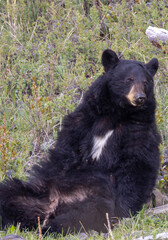 Black Bear in Yellowstone National Park Wyoming in Springtime