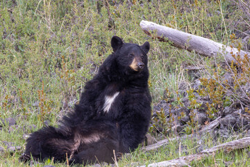 Black Bear in Yellowstone National Park Wyoming in Springtime