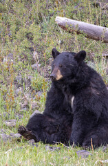 Black Bear in Yellowstone National Park Wyoming in Springtime