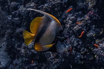 Red Sea Bannerfish