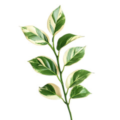 Fototapeta premium Variegated euonymus branch with green and white leaves on isolated background