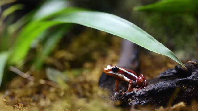Tricolor Poison Dart Frog &ndash; 4K Close-Up of Epipedobates tricolor